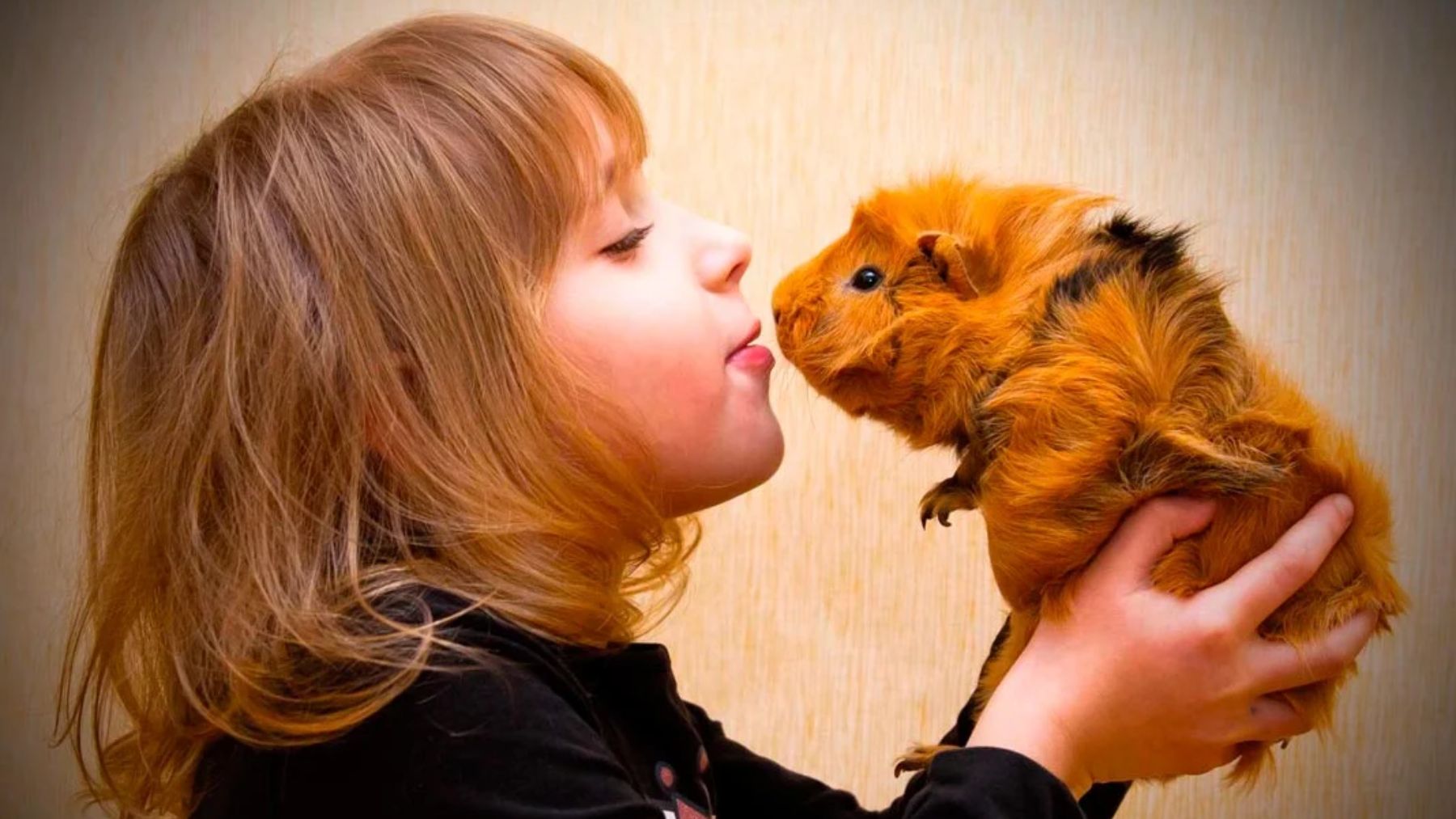 Una niña y una cobaya. Foto: Cibermascotas