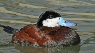 Malvasía canela, pato, animales, especie invasora