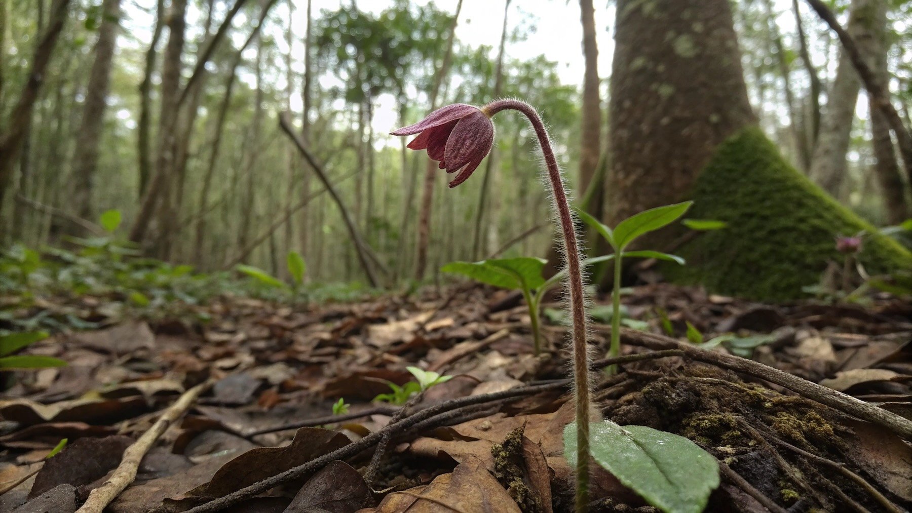 Descubrimiento histórico: hallan en África una nueva planta que no hace fotosíntesis y vive gracias a hongos