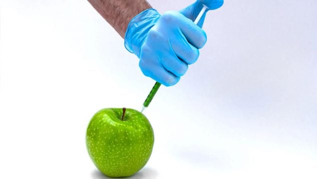 alimentos transgnénicos