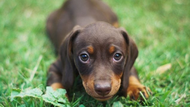 Perro