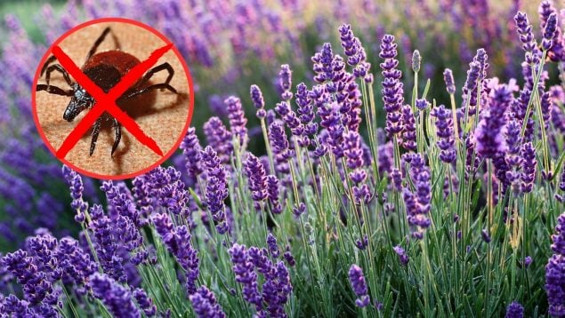 Plantas contra las garrapatas