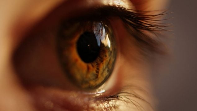 La retina