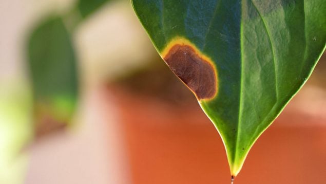 hojas marrones plantas