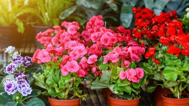 Planta, flora, curiosidades