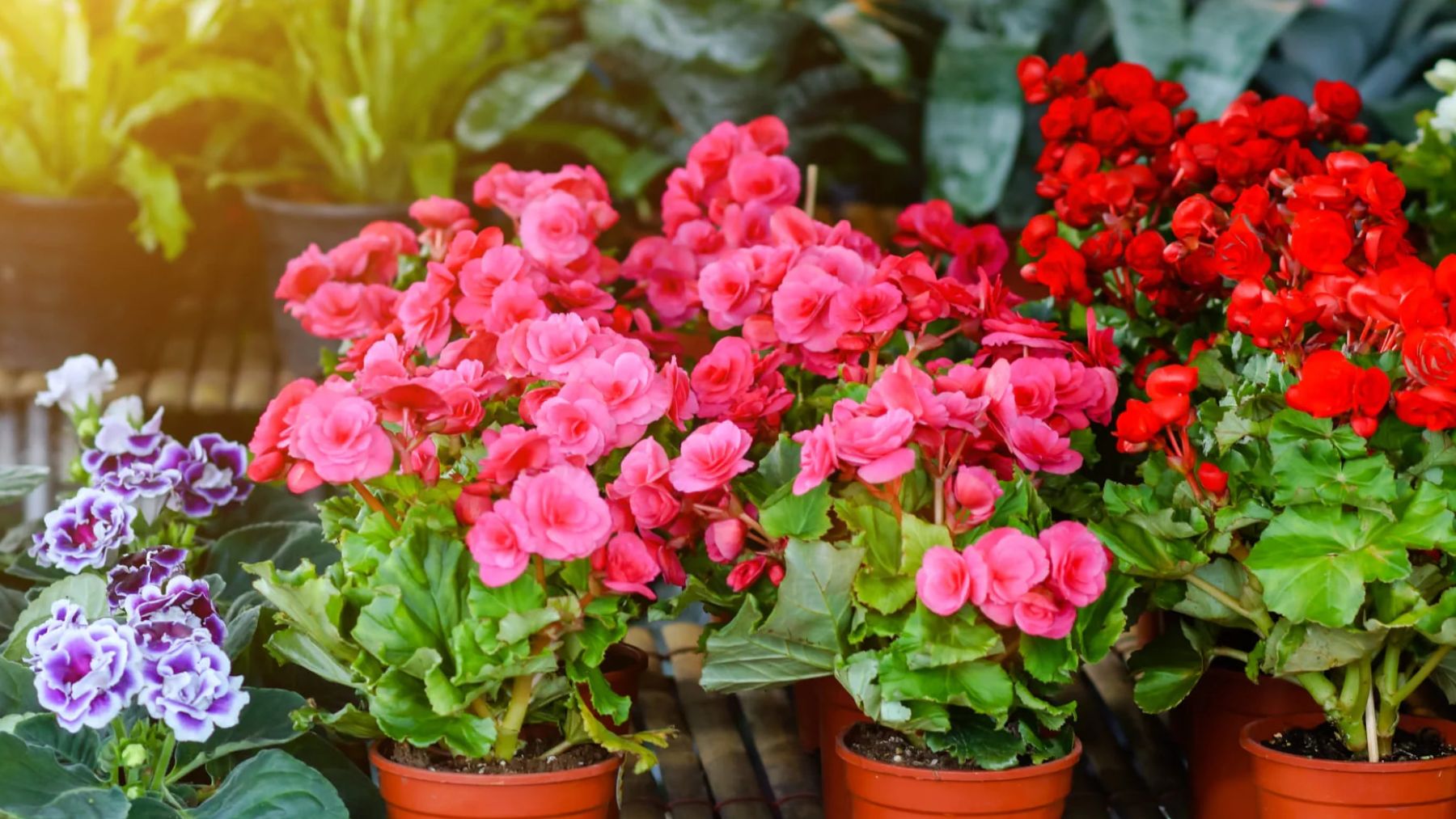 Begonias. Foto: UrbanGreen