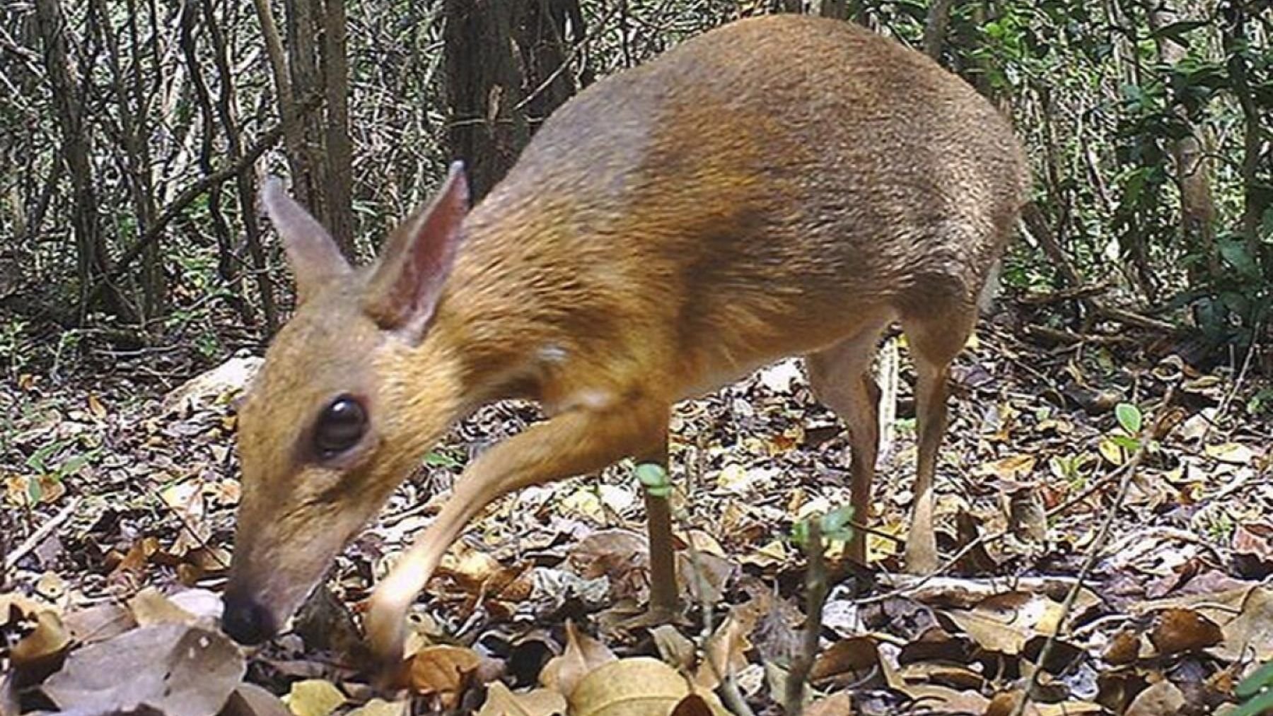 Ciervo ratón de lomo plateado. Foto: Southern Institute of Ecology / Global Wildlife Conservation
