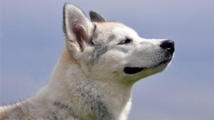 Olfatos en los perros