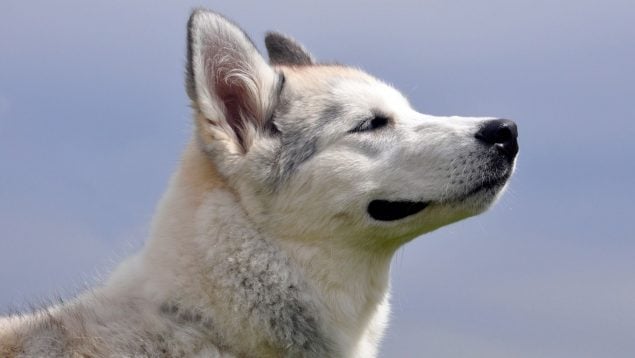 Olfatos en los perros