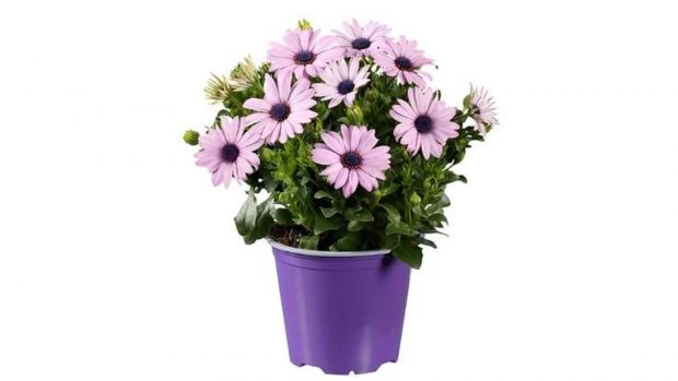 planta Lidl