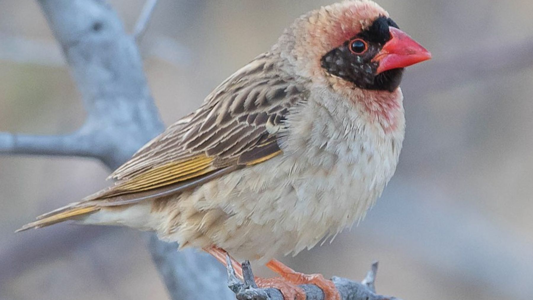 Parece un inofensivo pajarito, pero es una dañina especie invasora que transmite enfermedades