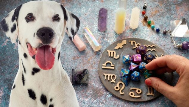 Signo del zodiaco y raza de perro