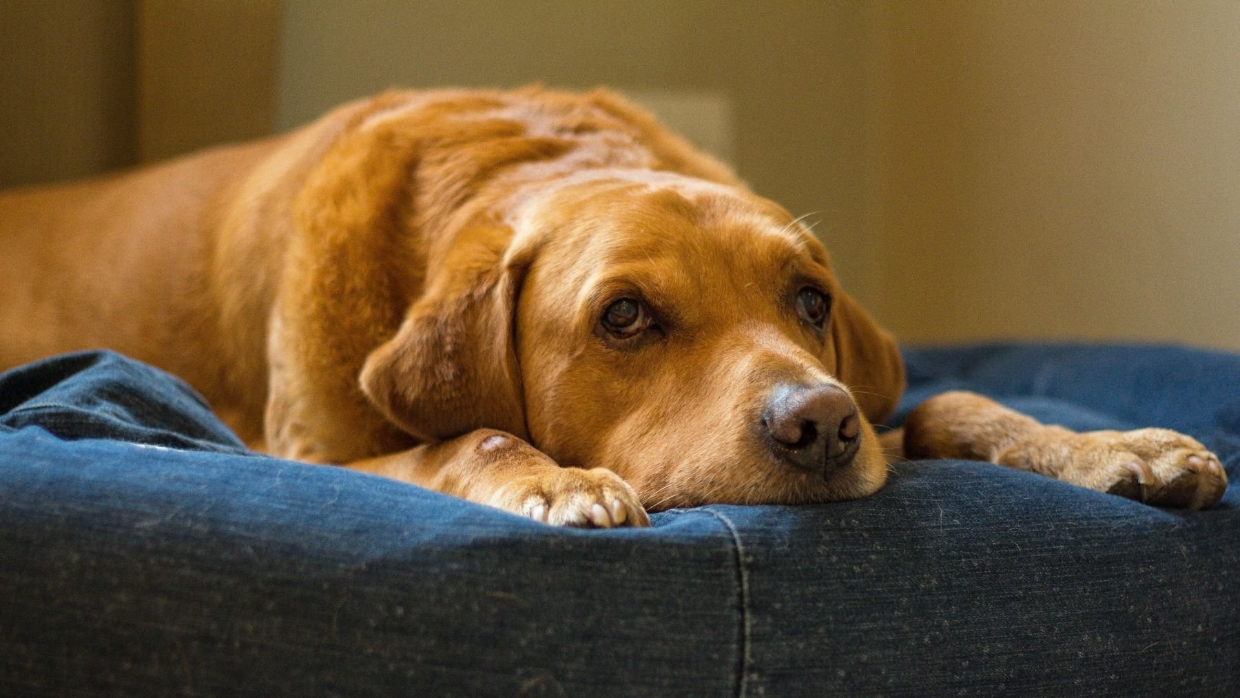 Te está pidiendo ayuda y no te das cuenta: el gesto que hace tu perro que es más importante de lo que piensas