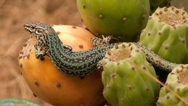 Biodiversidad Formentera