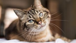 Gato