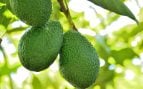 Truco para plantar aguacates
