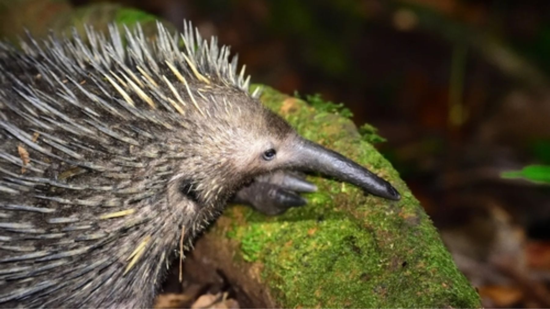 Los biólogos no dan crédito: este extraño animal reaparece en Indonesia tras creerse extinto durante 60 años