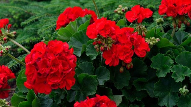 Geranios, plantas, trucos