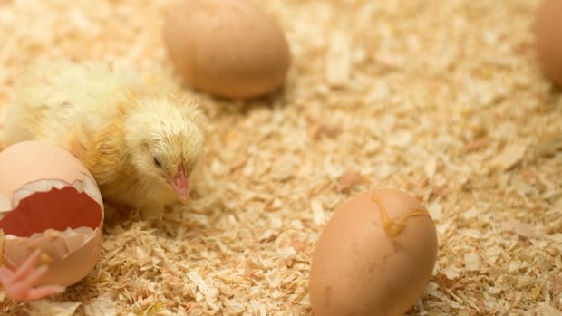 huevos pollito