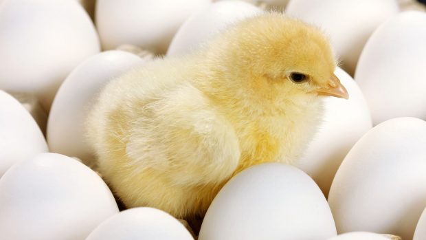 pollito con huevos