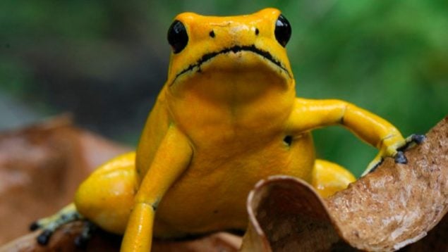 Rana, animal, especies
