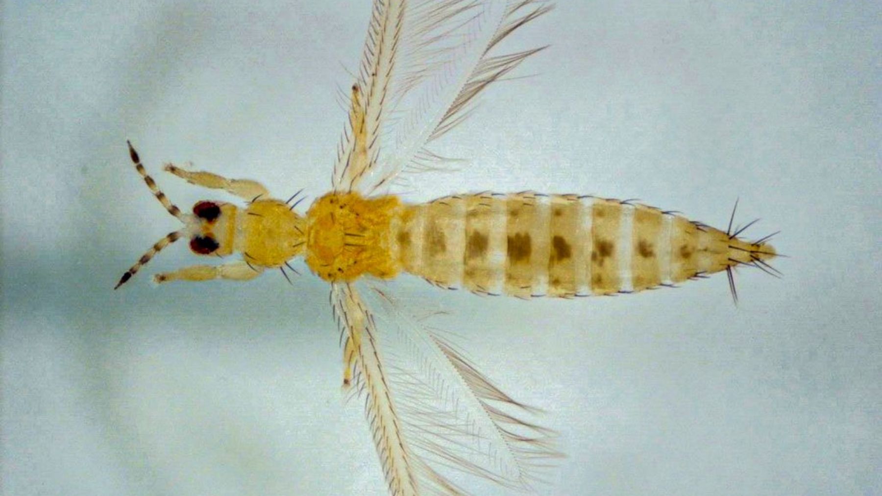 Parece un bicho inofensivo, pero es una voraz plaga en España que puede devorar hasta 70 especies vegetales