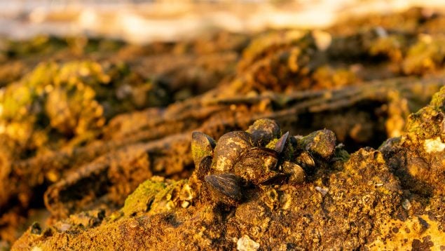 Yacimiento de oro, viejas conchas en el suelo cubierto de tierra
