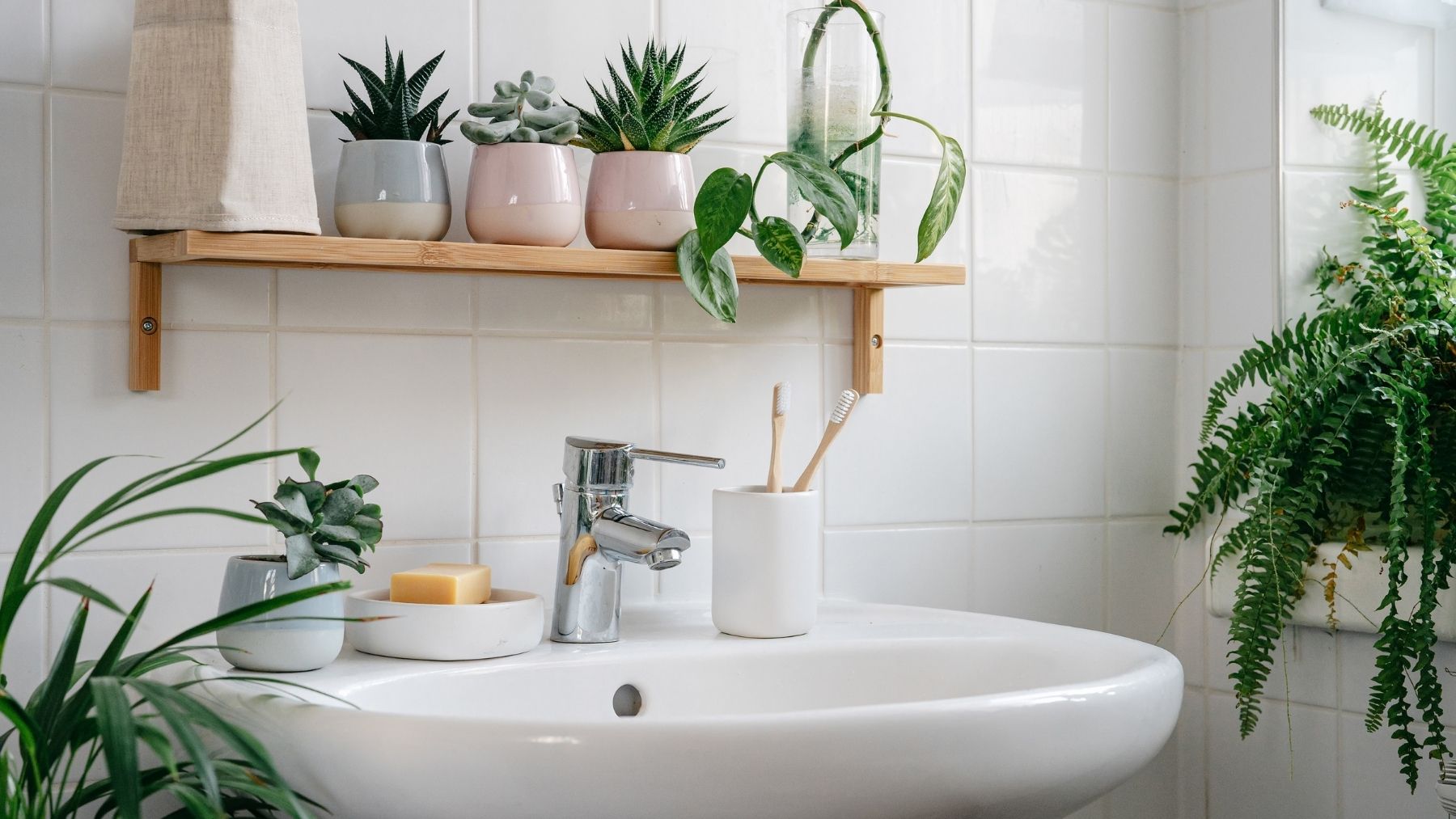 Adiós a la humedad en tu baño: las tres plantas que debes tener para reducir el moho