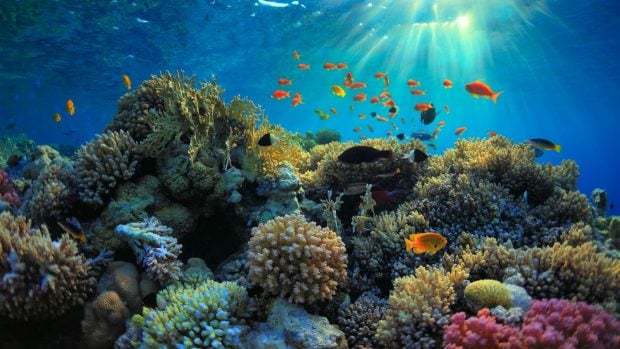 arrecife coral