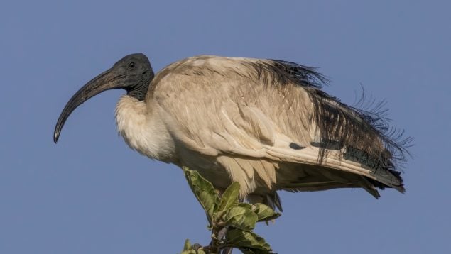 aves, especies invasoras, animales