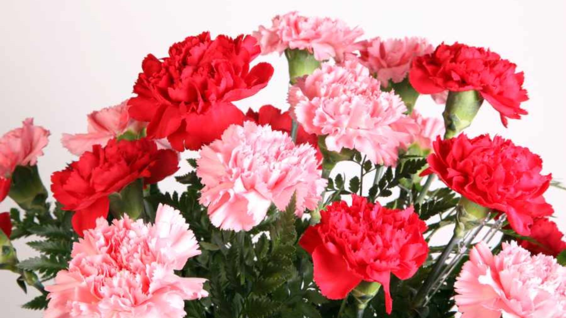 Soy florista profesional y éste es mi truco infalible para que los claveles exploten de flores en poco tiempo
