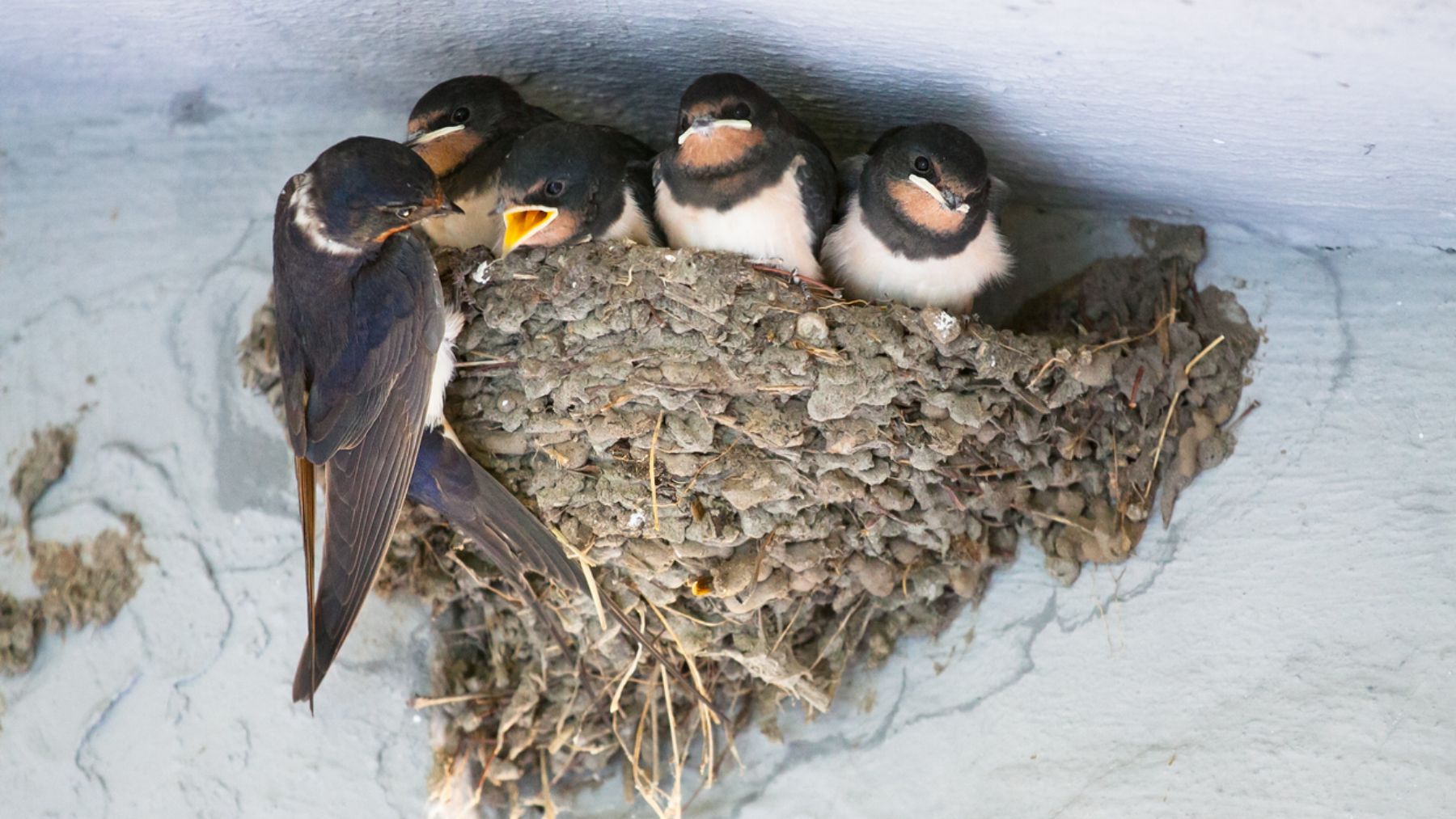 Nido de golondrinas, una de las especies de aves migratorias más extendidas.