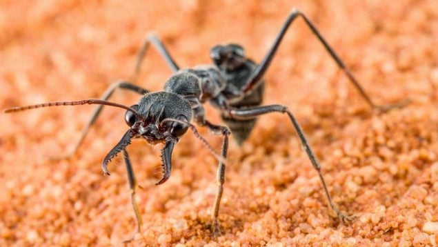 Hormiga, insecto, animal, curiosidades