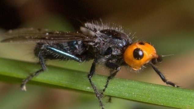 Animal, mosca, insecto, curiosidades
