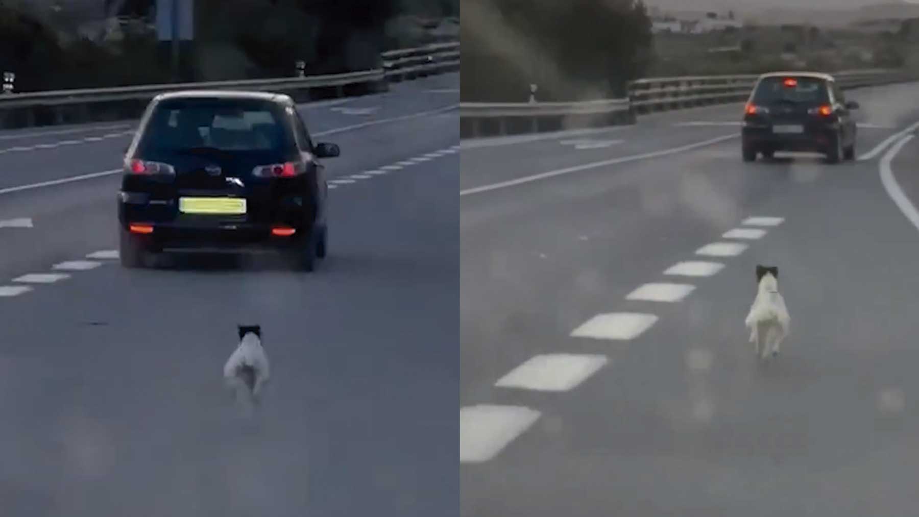 Las redes sociales buscan al dueño de un perro abandonado cruelmente en una carretera de Almería