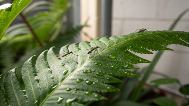 Planta, mosquitos, hojas