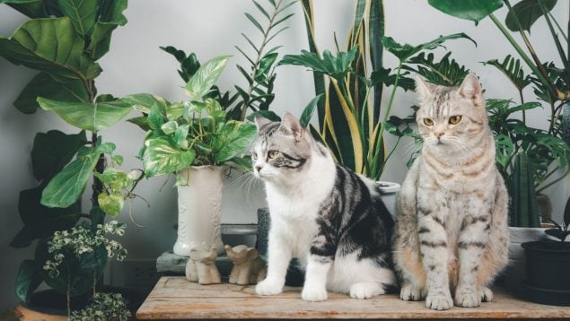 Gato y plantas