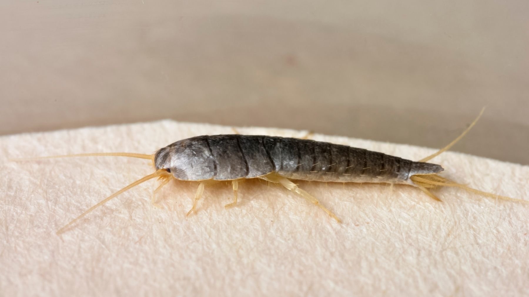 Adiós al insecto más temido: la clave para eliminarlo de tu casa para siempre