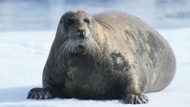 Pieles de focas árticas, animales, descubrimientos