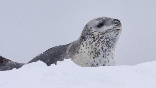 Foca, animal, mamífero