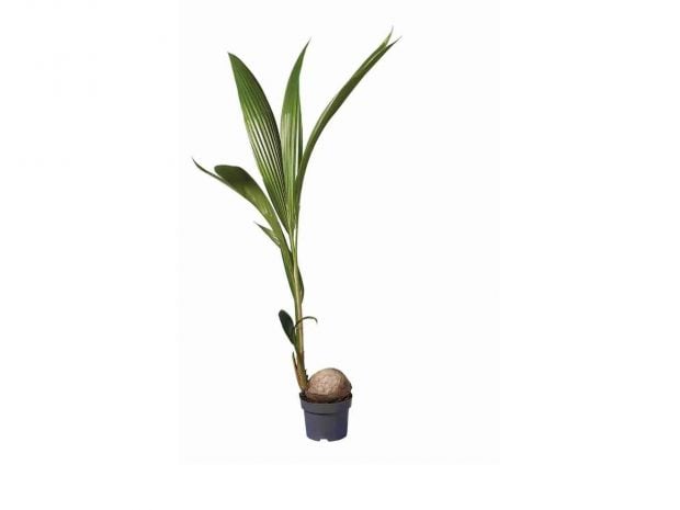 Lidl planta