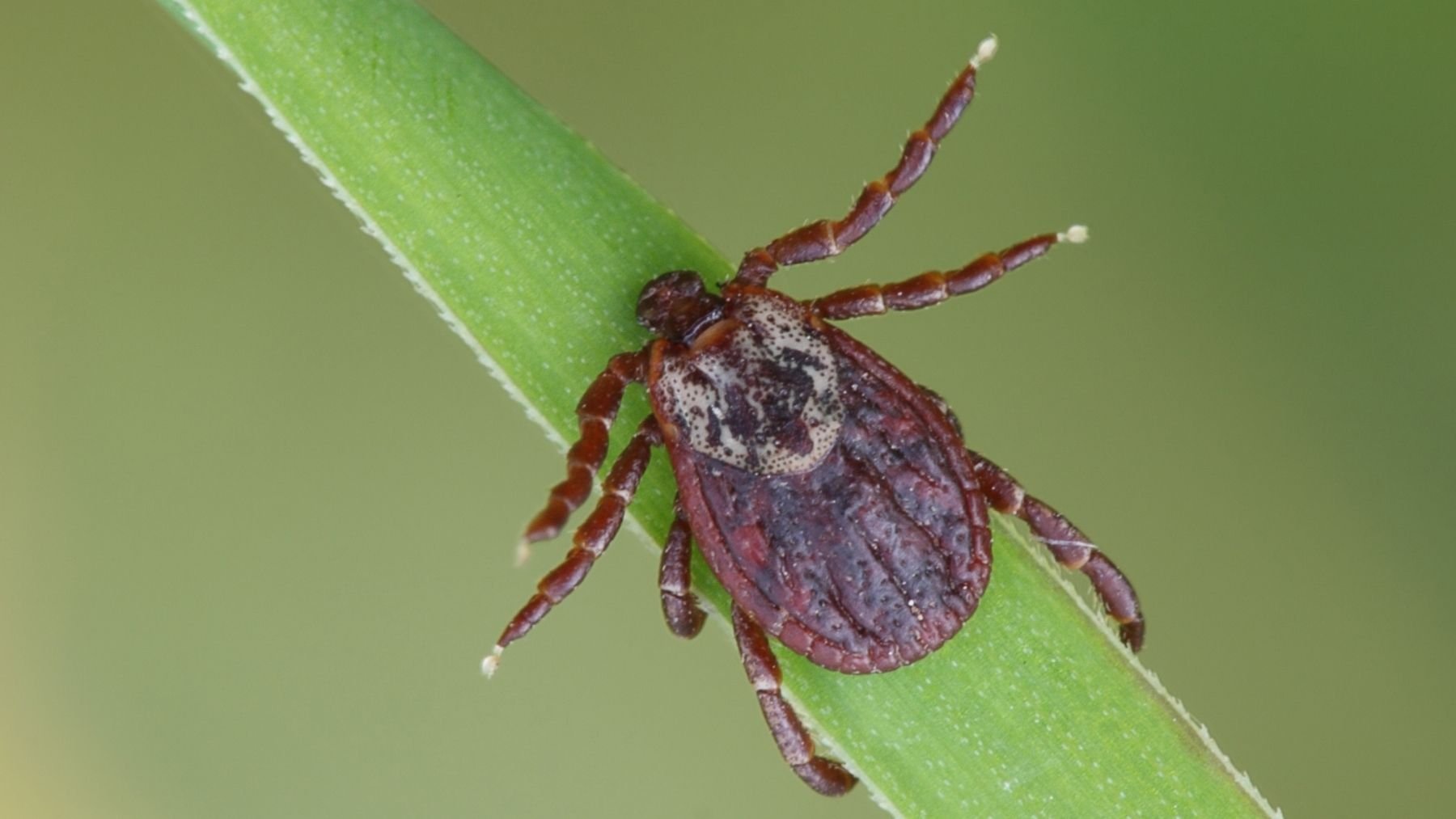 Ni vinagre ni insecticidas: ésta es la manera definitiva de acabar con las garrapatas de tu jardín para siempre