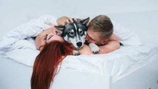 Mascota, animal, perro