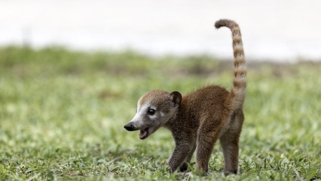 Coatí, animales, especies invasoras
