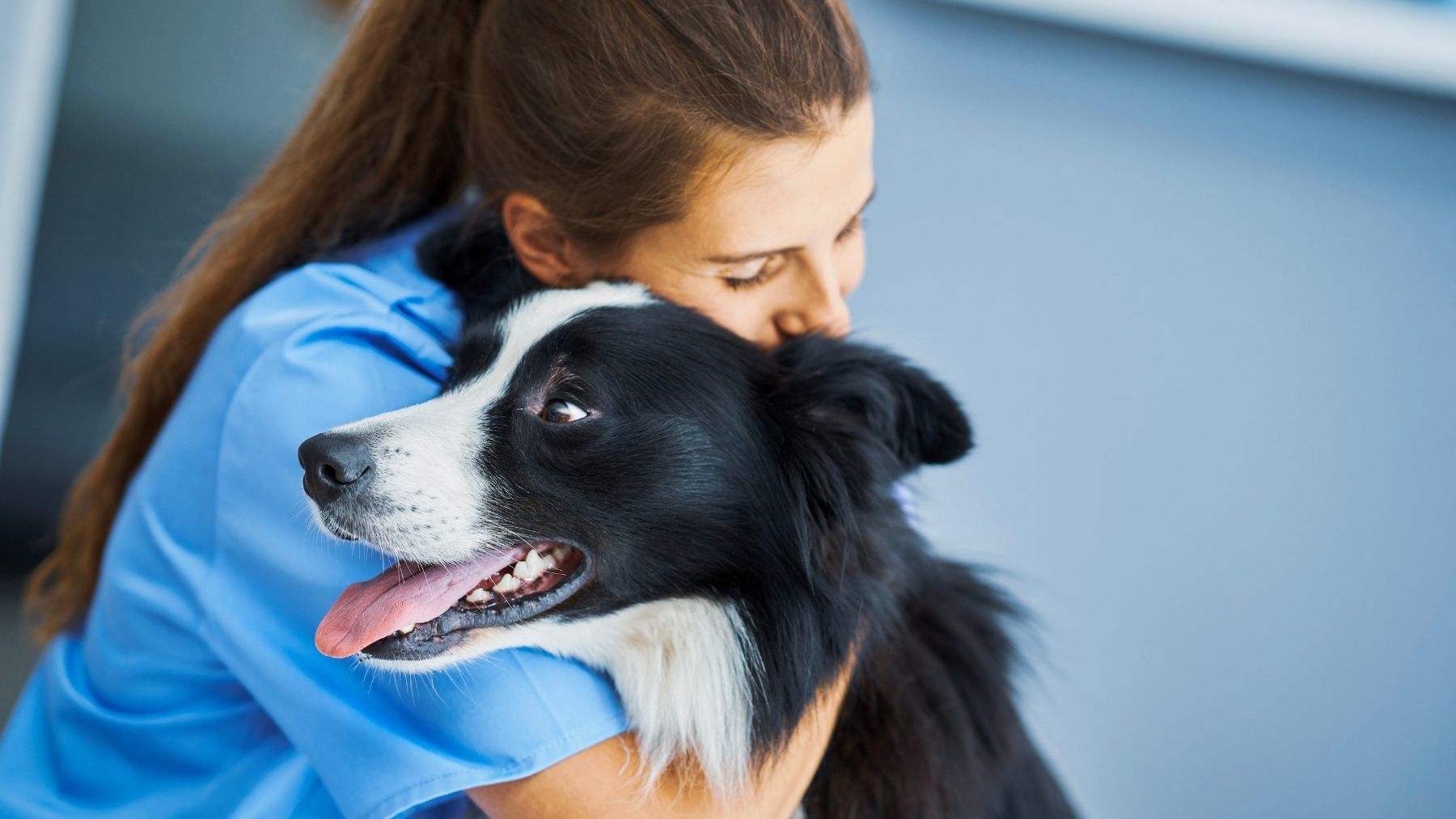El gesto de las mascotas antes de morir que destroza a los veterinarios