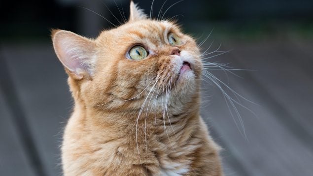 La expresión 'dar gato por liebre' nació en la Edad Media, origen medieval expresión 'dar gato por liebre', significado expresión dar gato por liebre, expresiones originales de la Edad Media, Edad Media.
