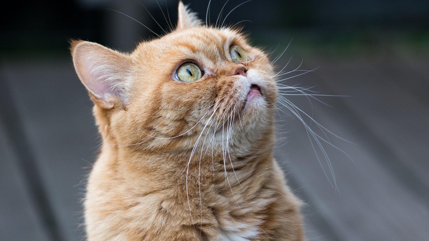 Gato.