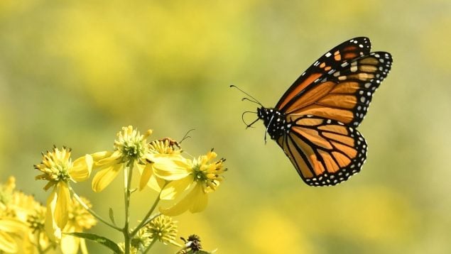 Planta que atrae a las mariposas
