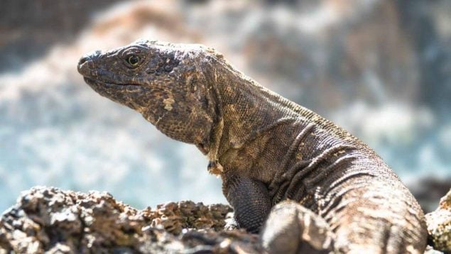 Animal, lagarto, Islas Canarias