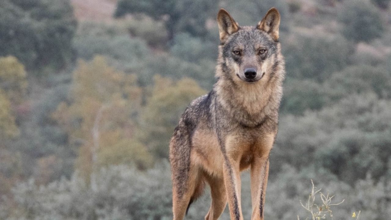 Europa rebaja definitivamente la protección del lobo